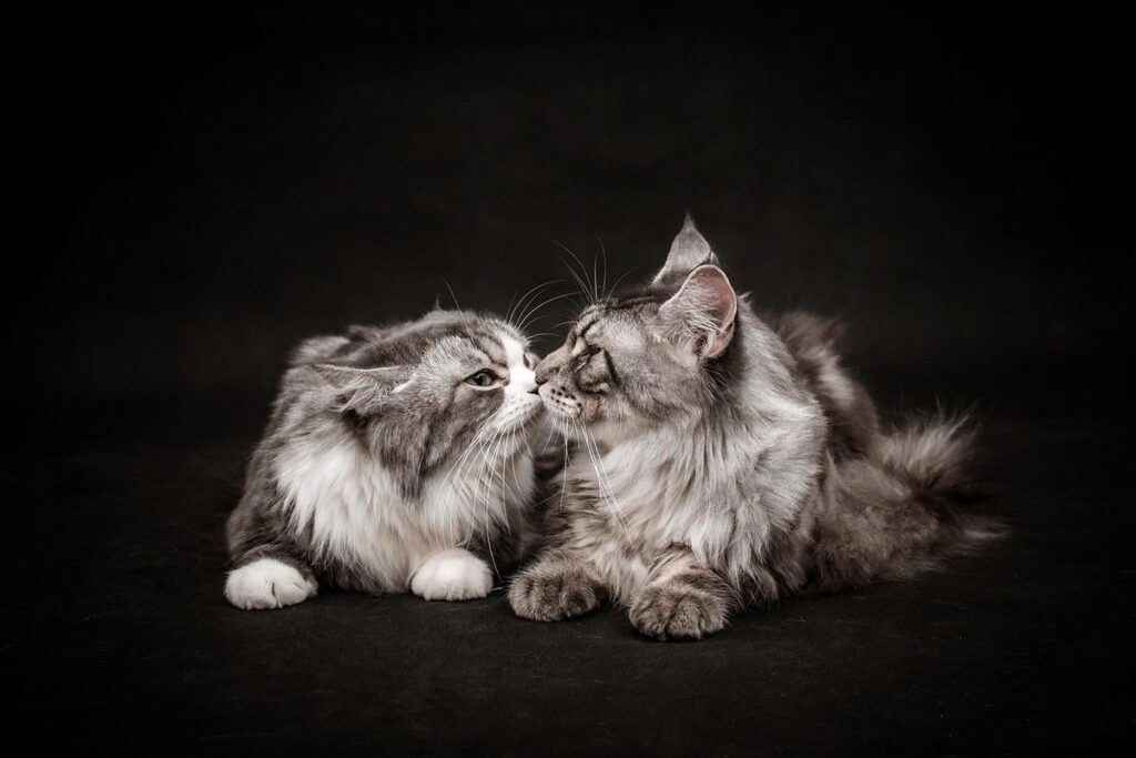 feline affection
