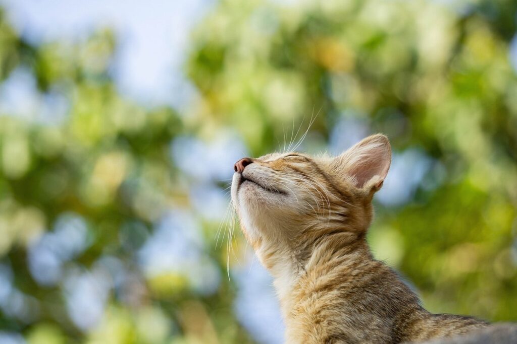 feline euthanasia