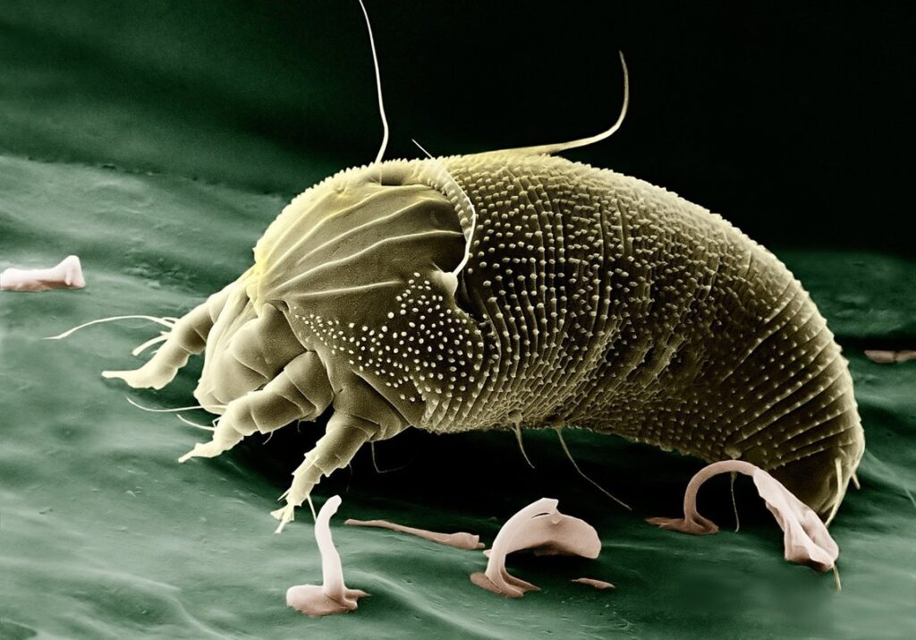 feline mites