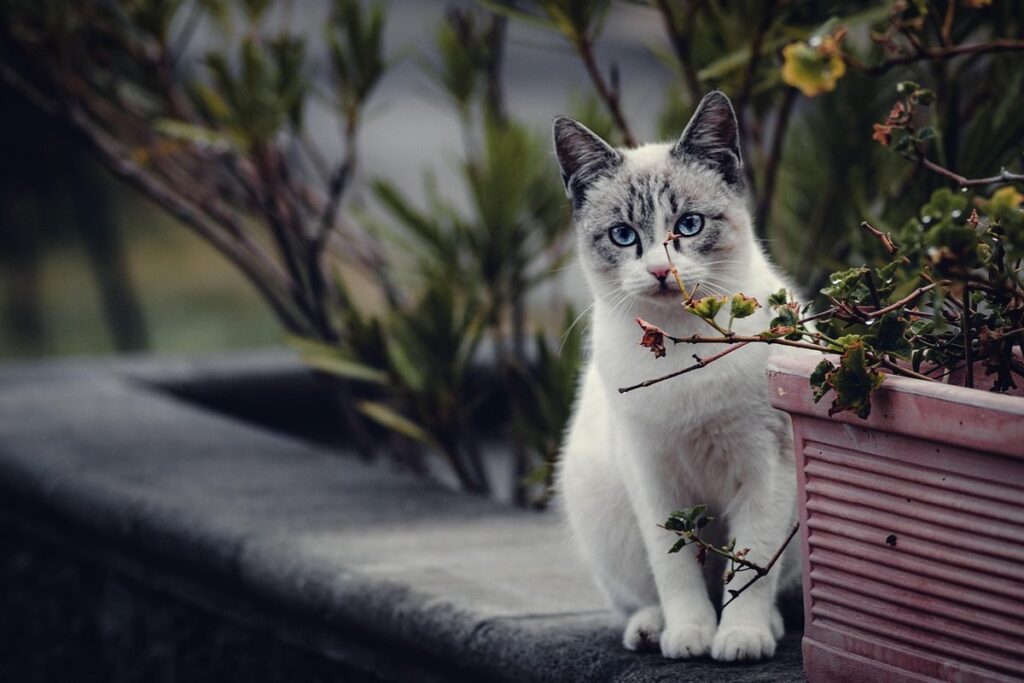 feline toxic plants