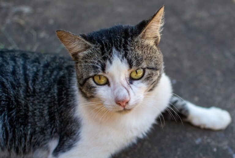 feliway spray for cats