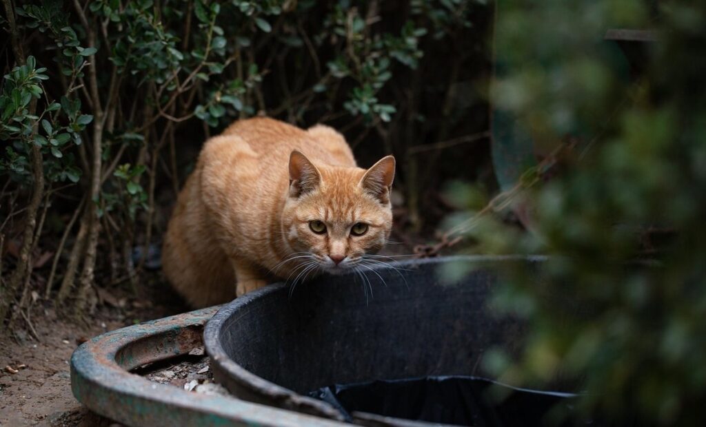 feral cat colonies and care