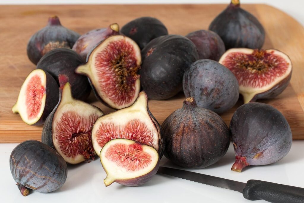 are ficus toxic to cats