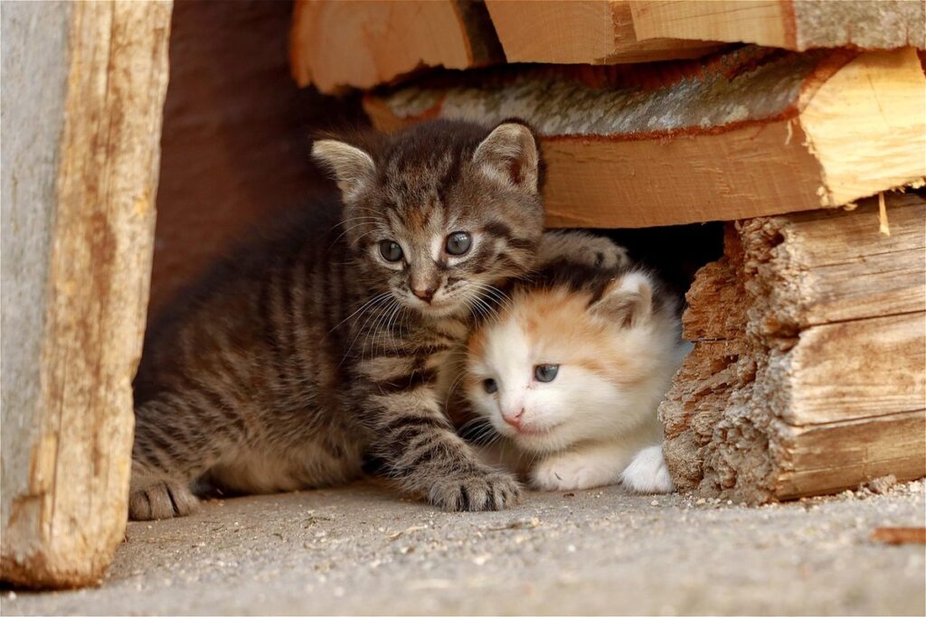 sibling cats suddenly fighting