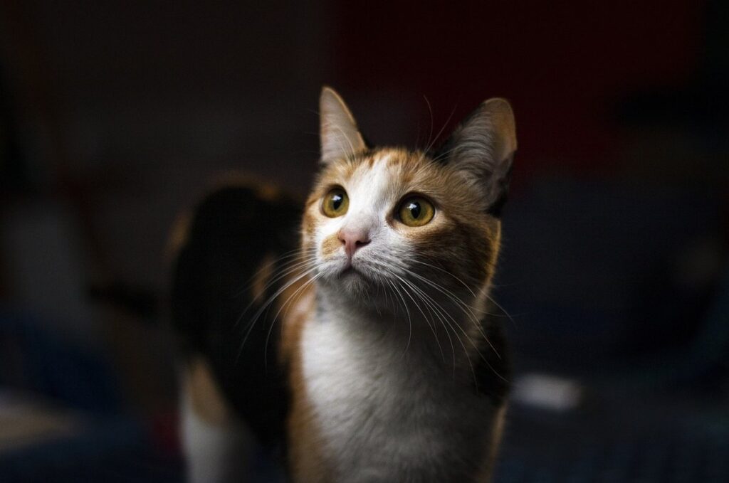 fluffy calico kitten