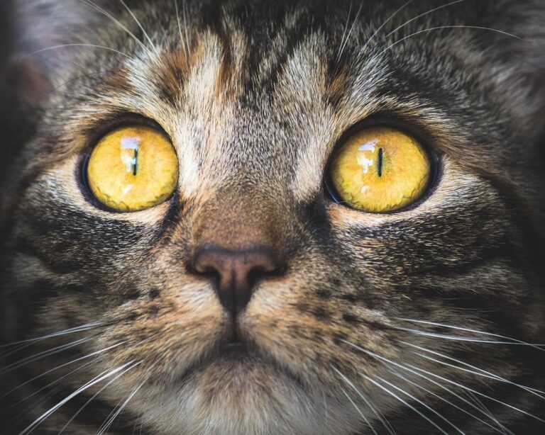 free cat litter