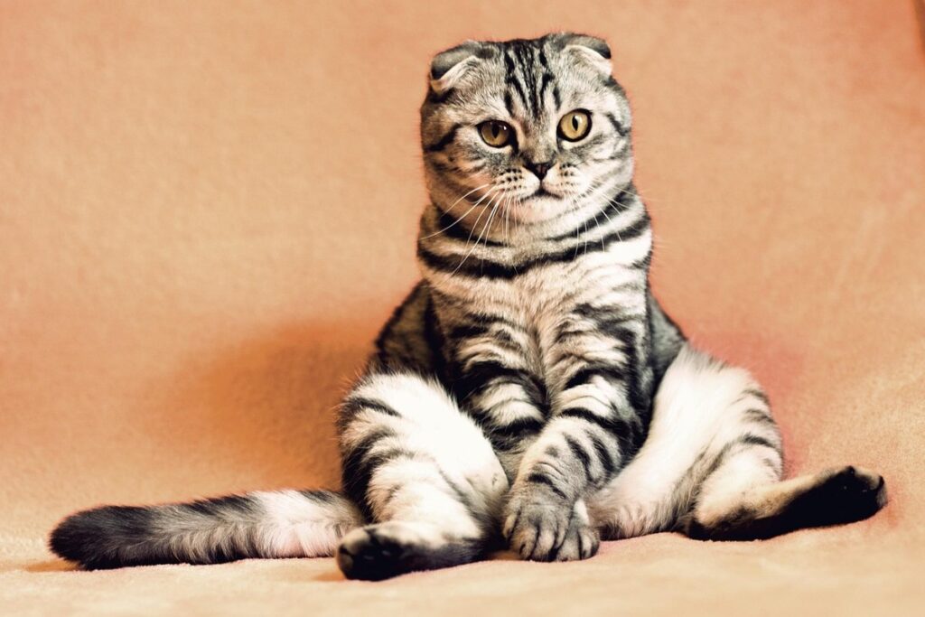 funny cat box