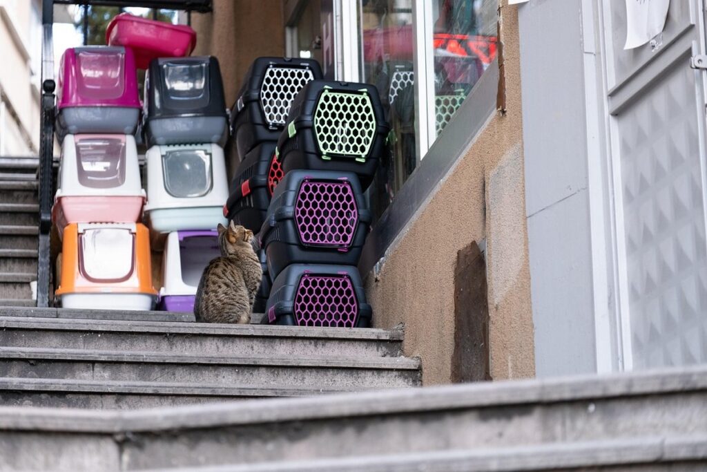 getting cat into carrier