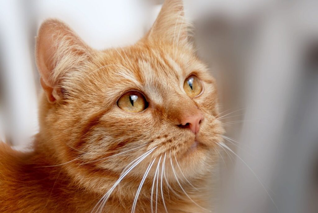 ginger fluffy kittens