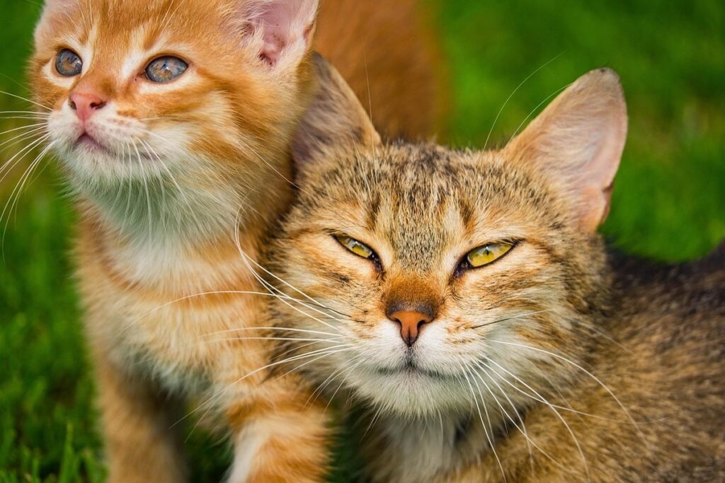ginger orange tabby cat