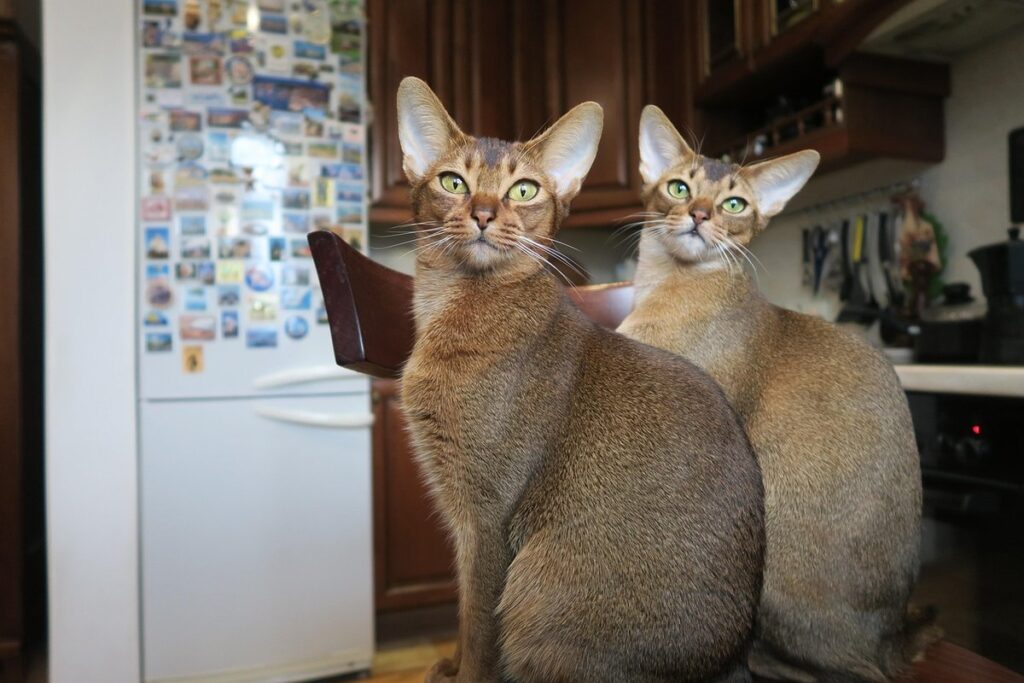 grey abyssinian cat