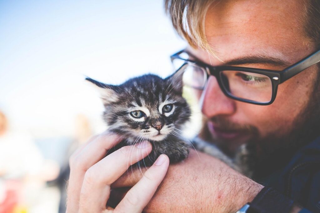 grey tabby kitten with blue eyes