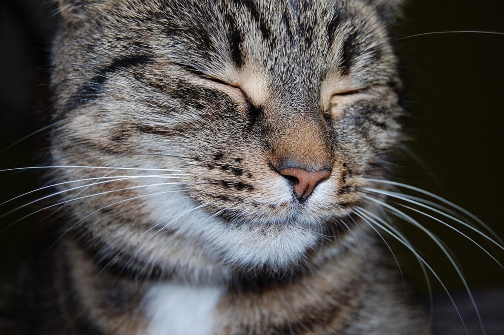happy valentines from the cat