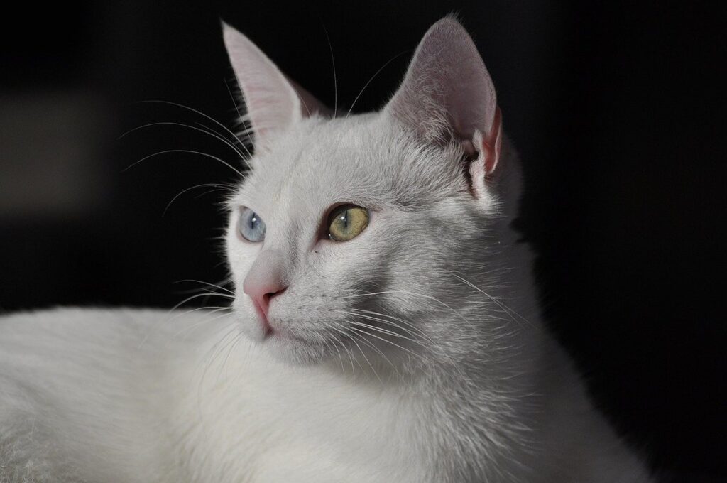 heterochromia iridum cats