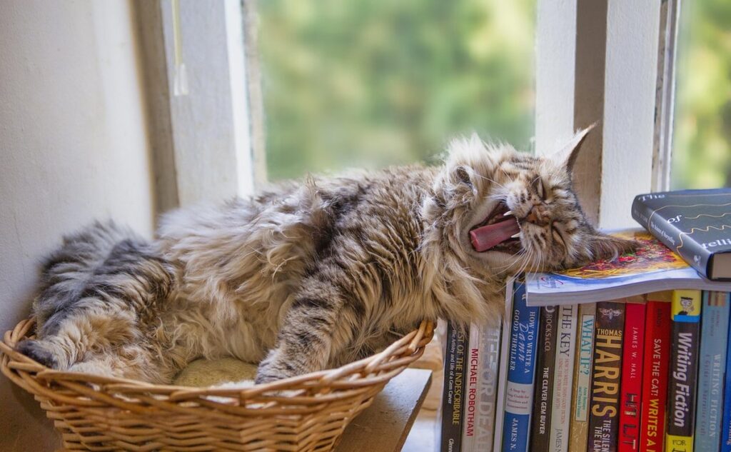 hilarious cat names