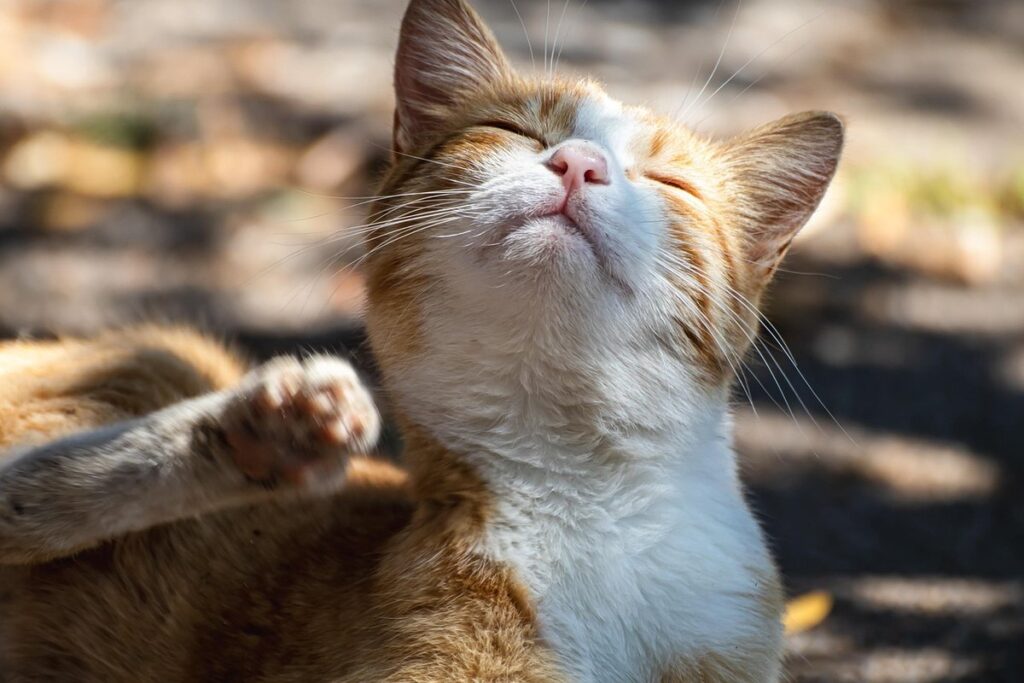 how does cat scratch work