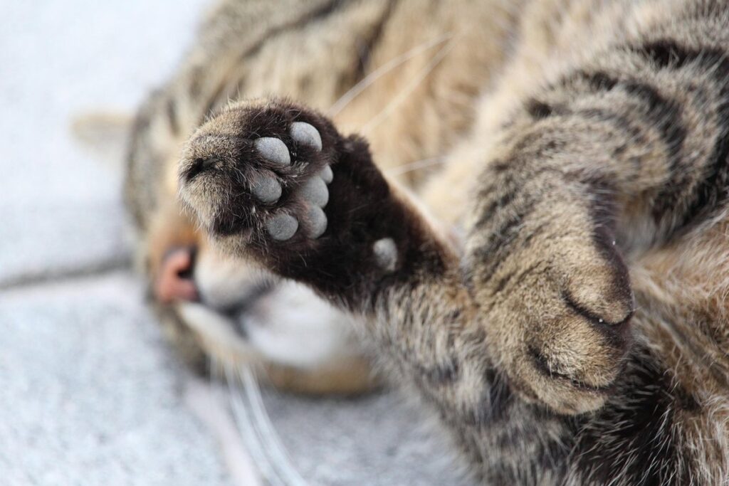 how to get a paw print of your cat