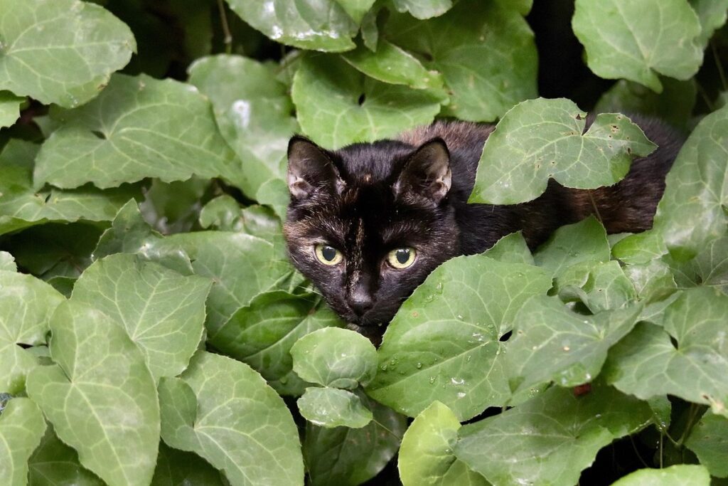 how to get rid of cat poop smell on carpet