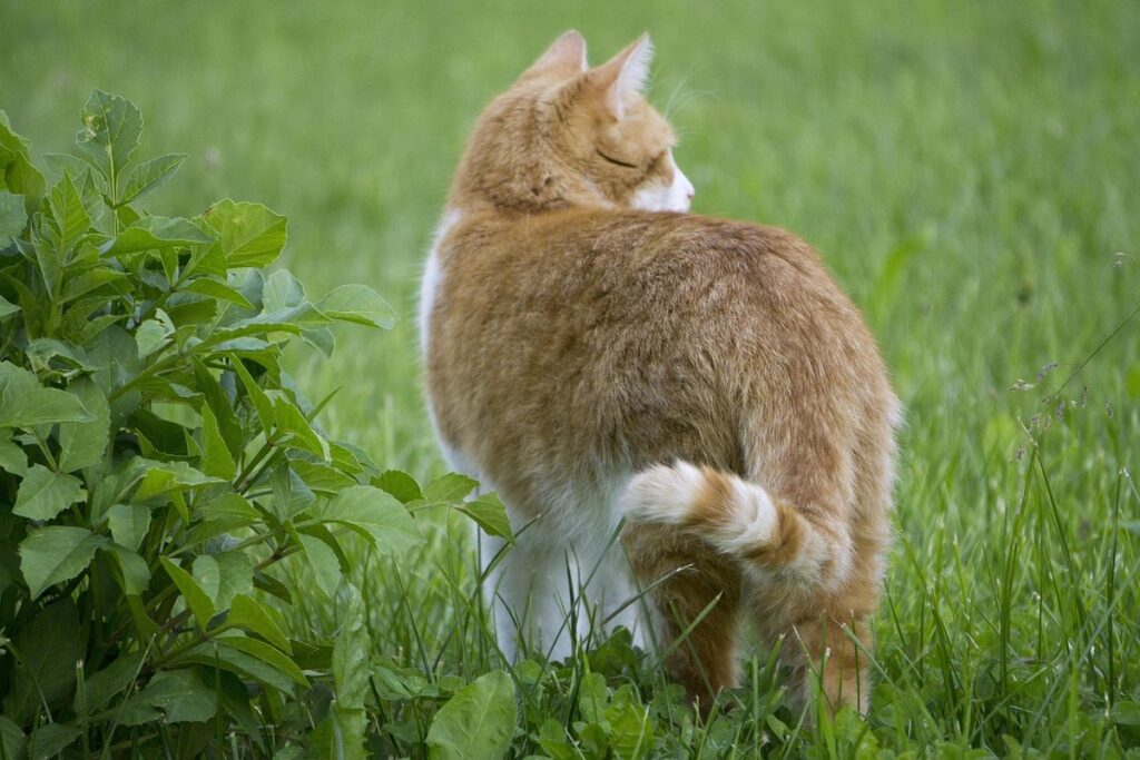 how to keep cats from peeing in plants