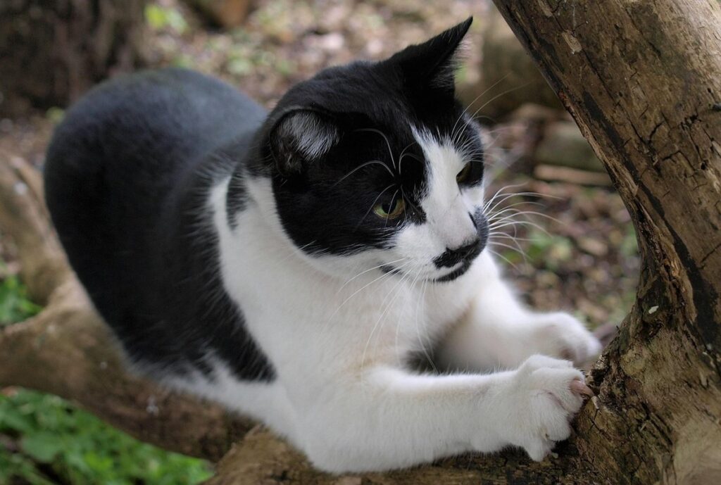 how to prevent cats from scratching carpet