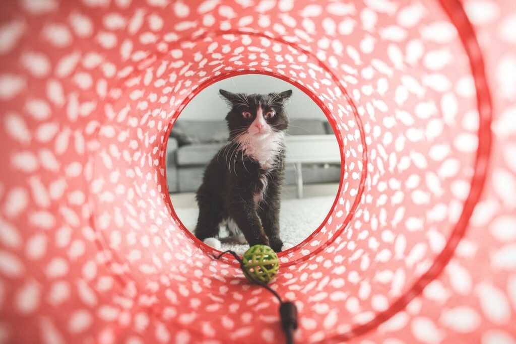 cat play