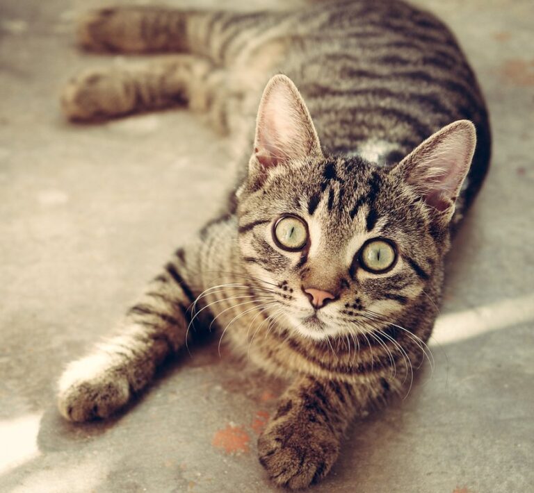how old do indoor cats live