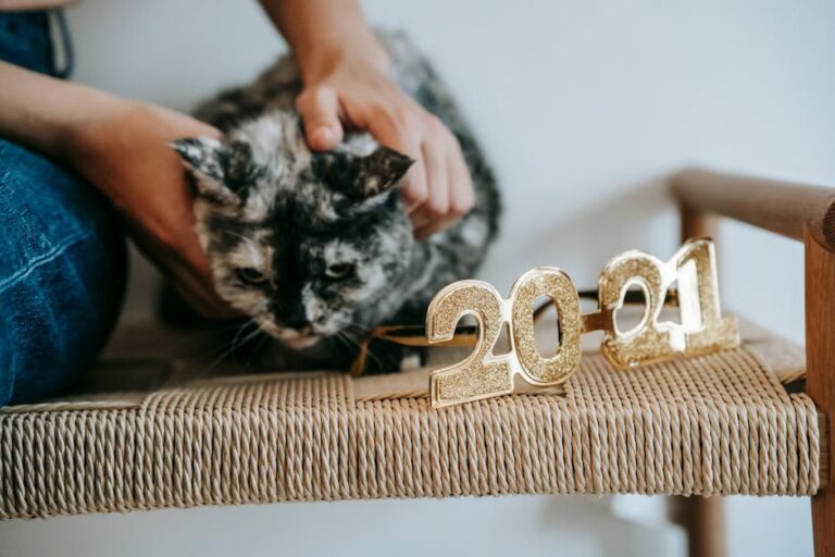 kitten to cat transition