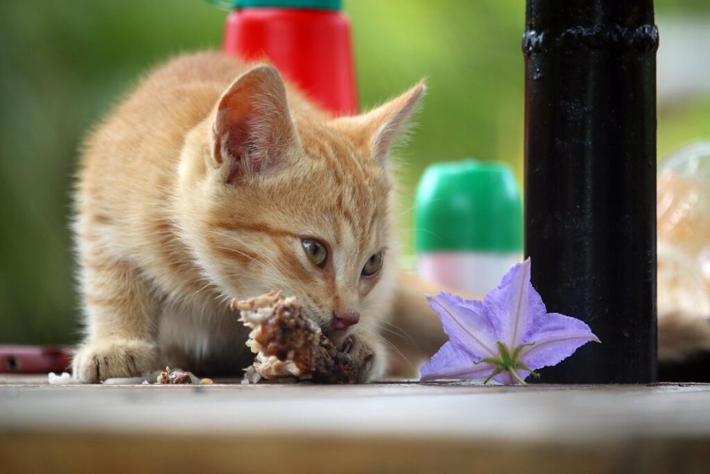 how often to feed 4 week old kitten