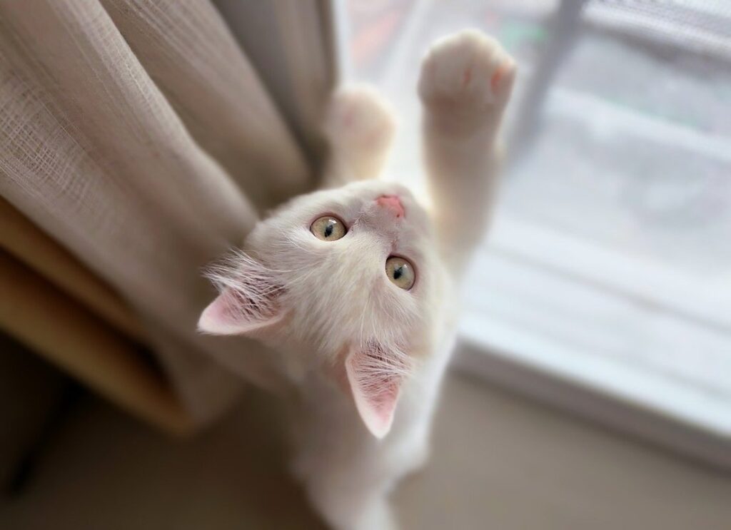 kitten friendly litter box