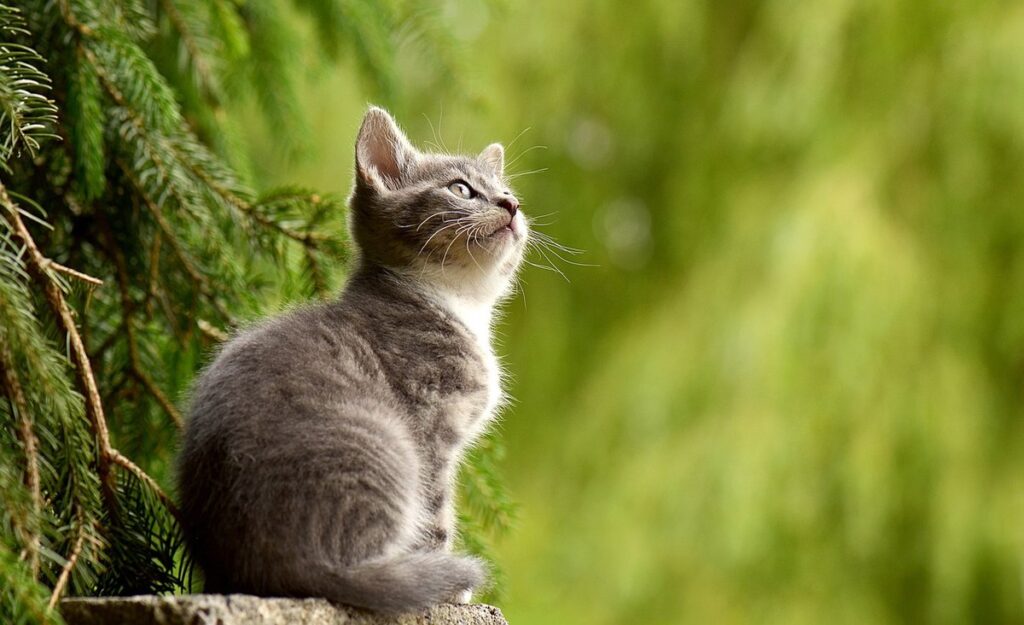 kitten grey cat