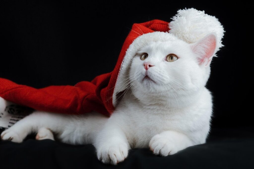 kitten in hat