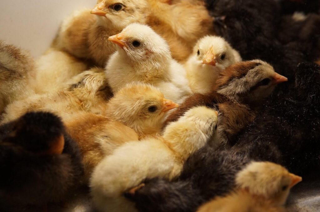 kitten incubator