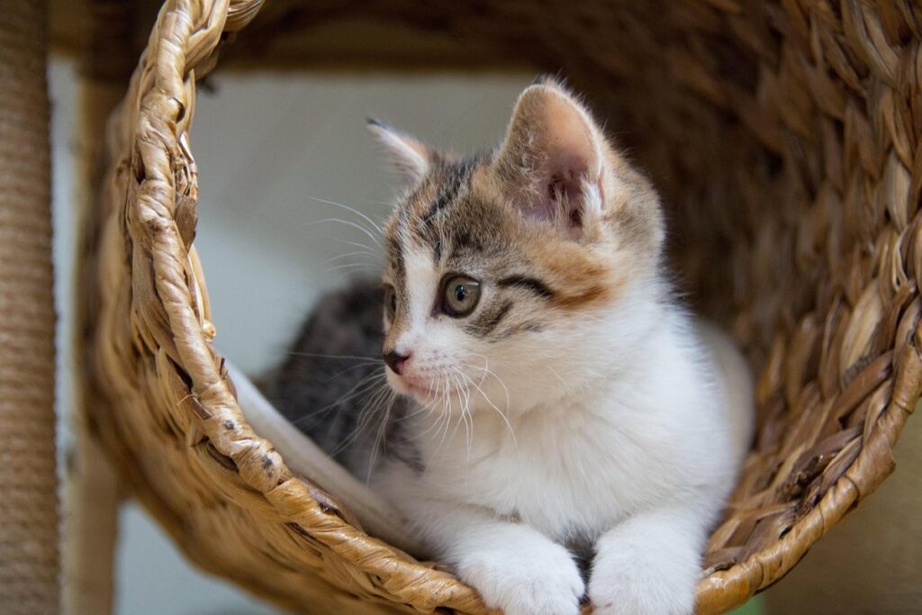 kitten scratch post