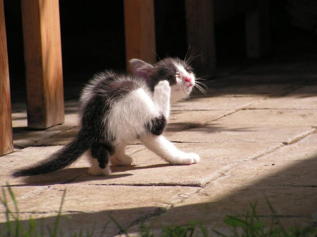keep kitten from scratching furniture