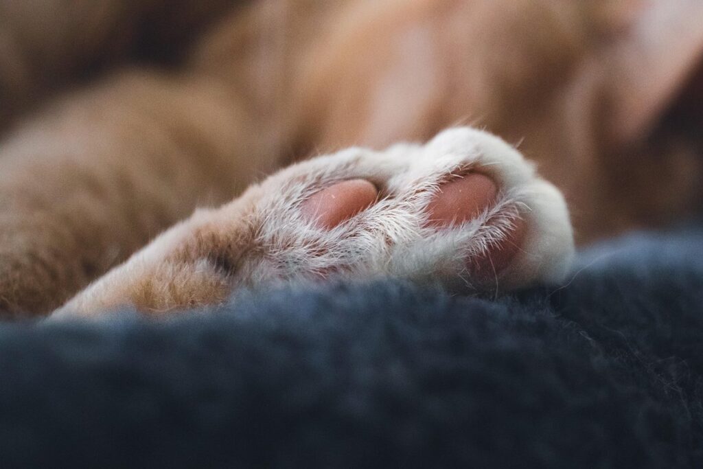 kitten sleeping behavior