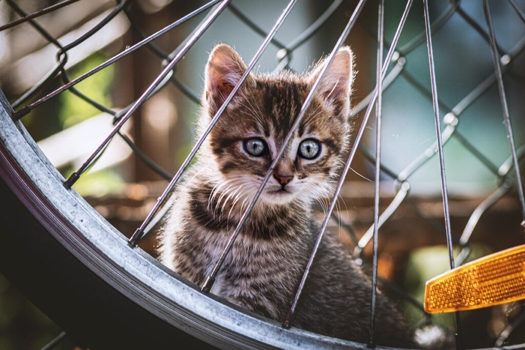 kittens with blue eyes