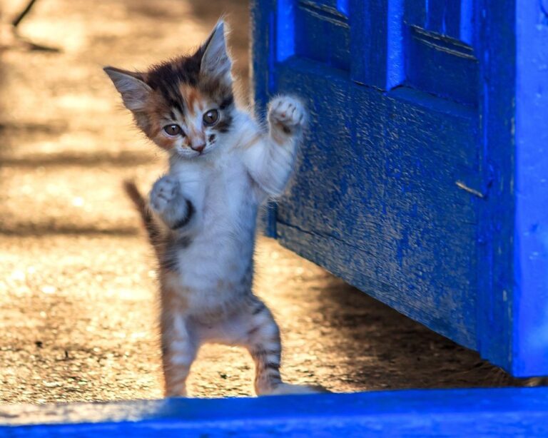 when do kittens learn to jump