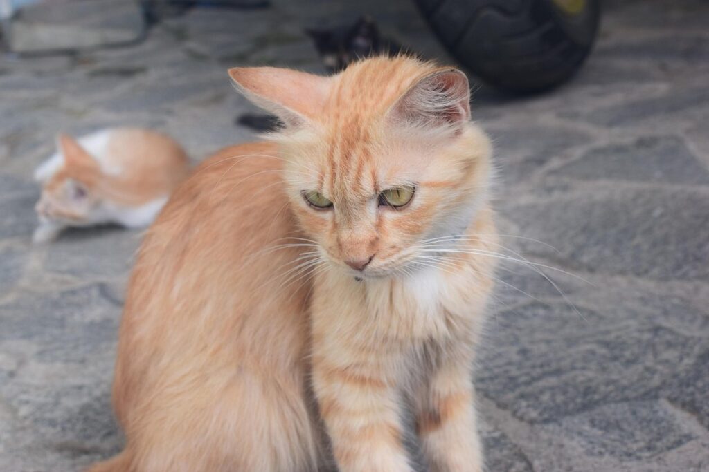 kitty angry