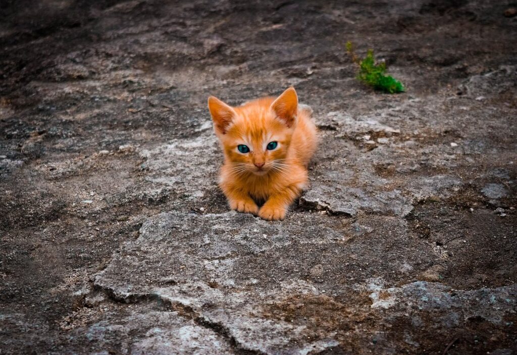 kitty paw print