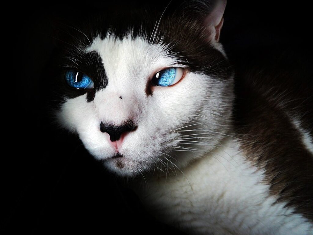 lilac point siamese cat