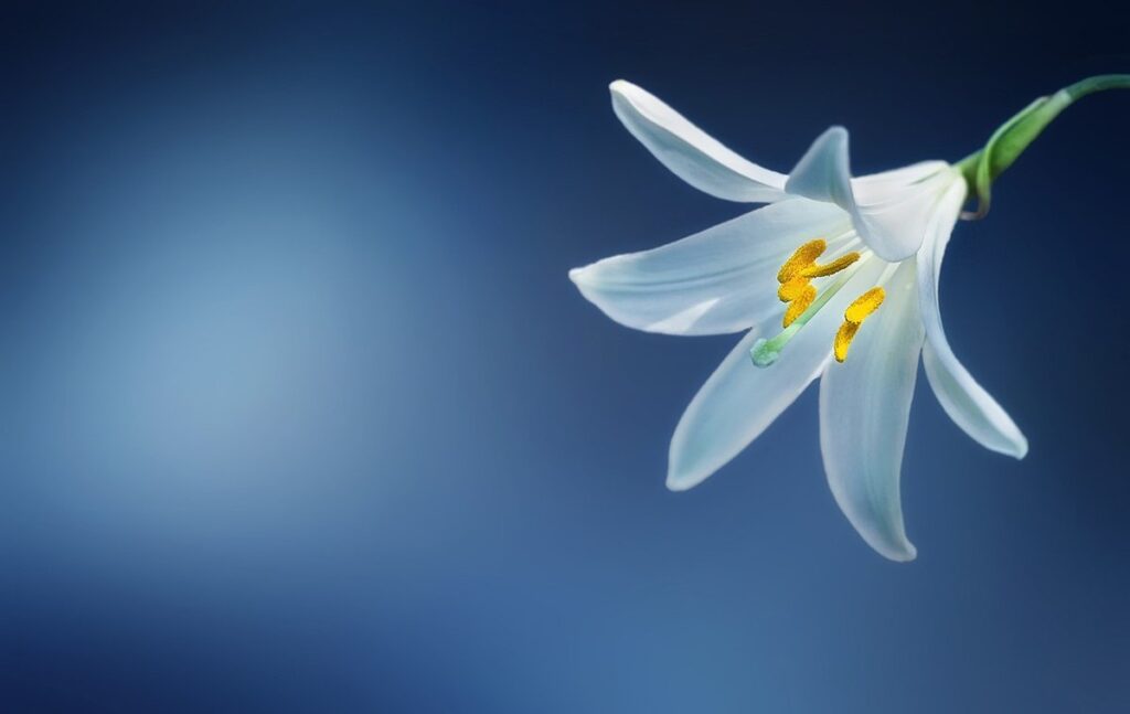lilies cats