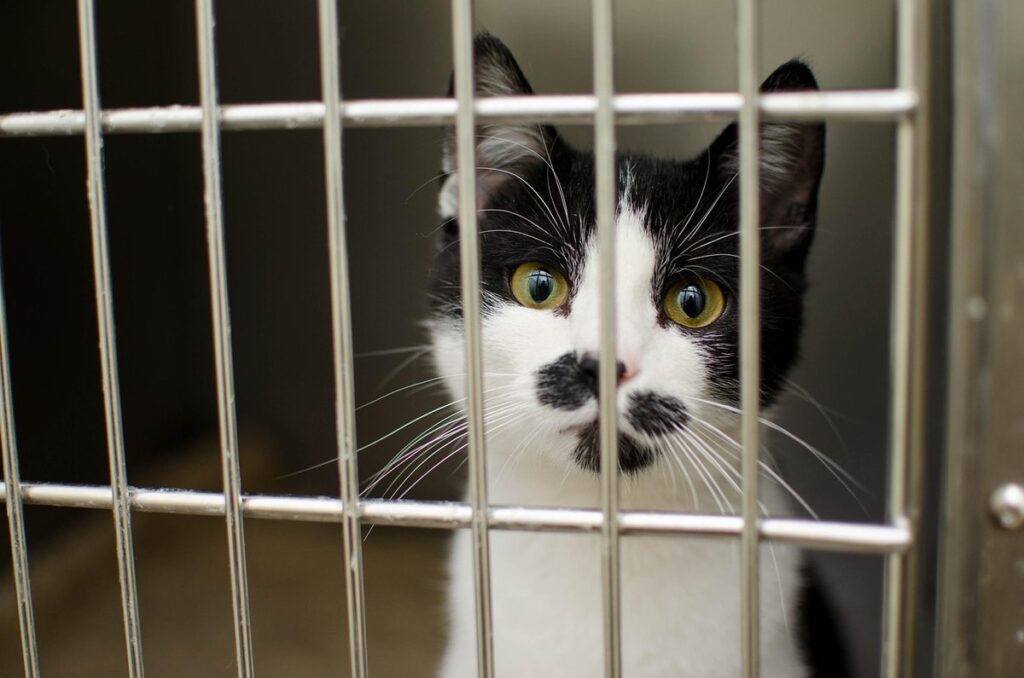 how to support local cat shelters