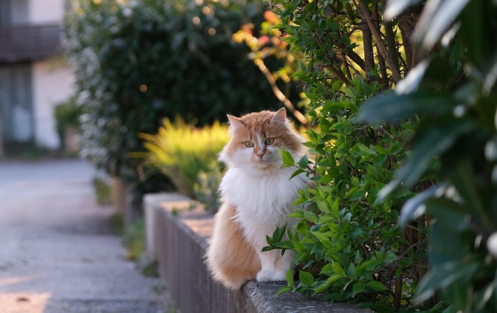 domestic long hair cats