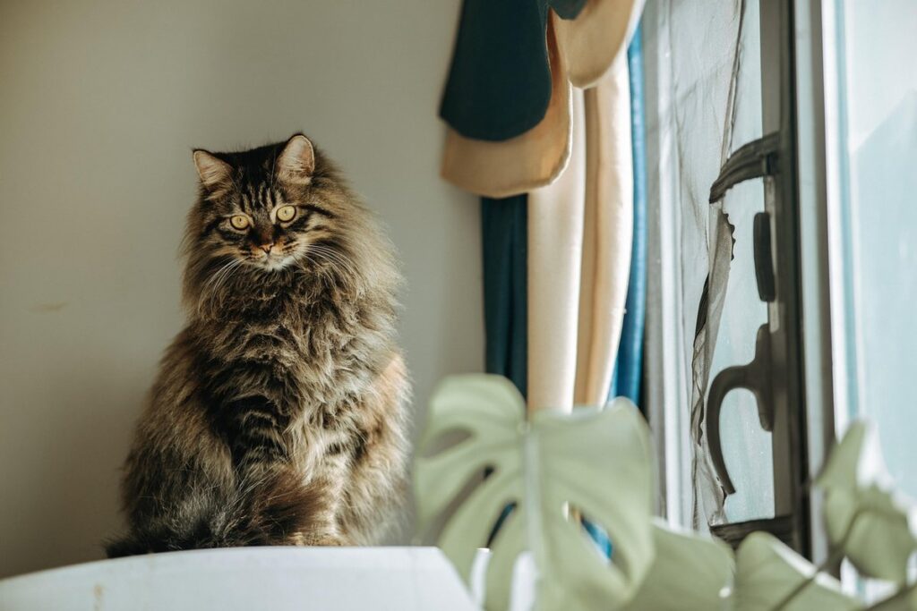 long haired tabby