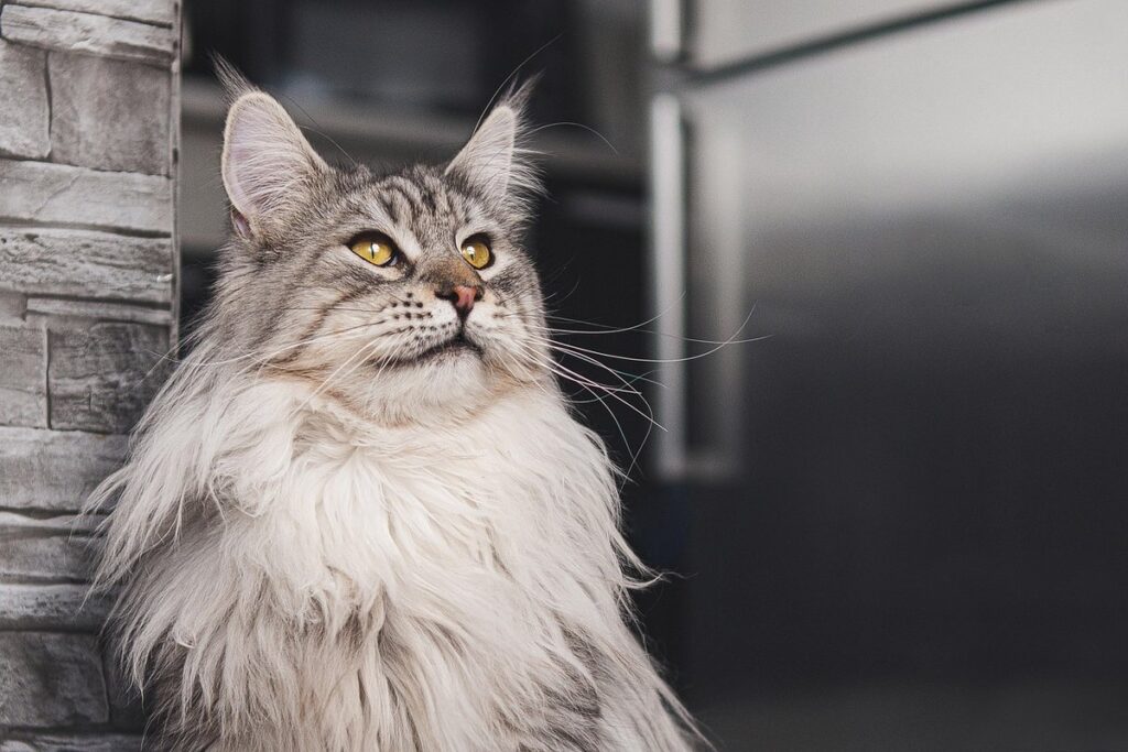 longhair black cat
