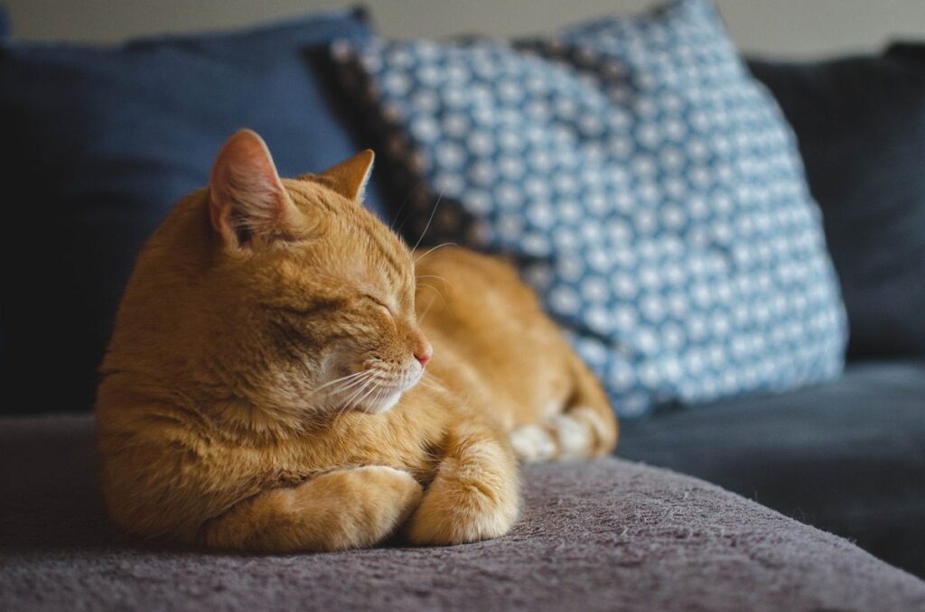 losing a pet cat