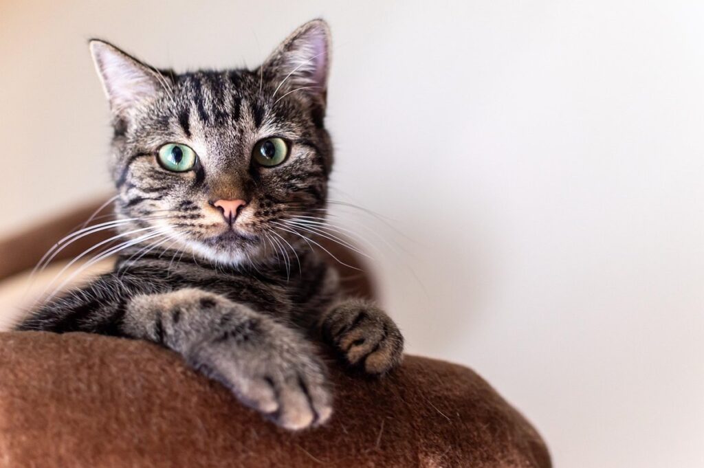 loss of pet cat
