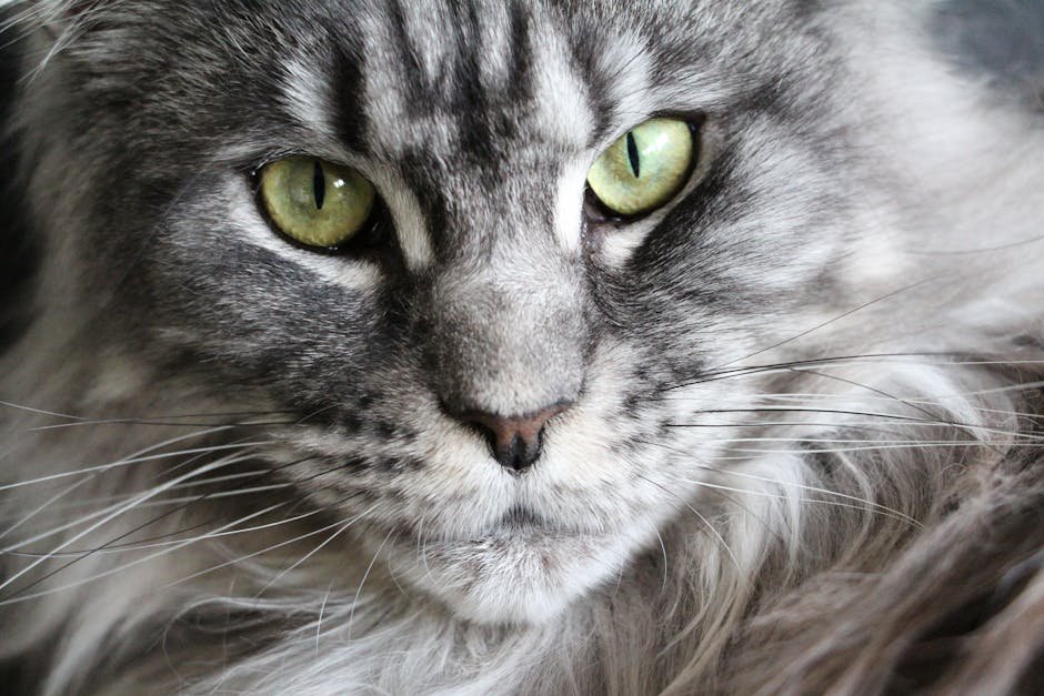 Maine coon size comparison -> Maine coon size