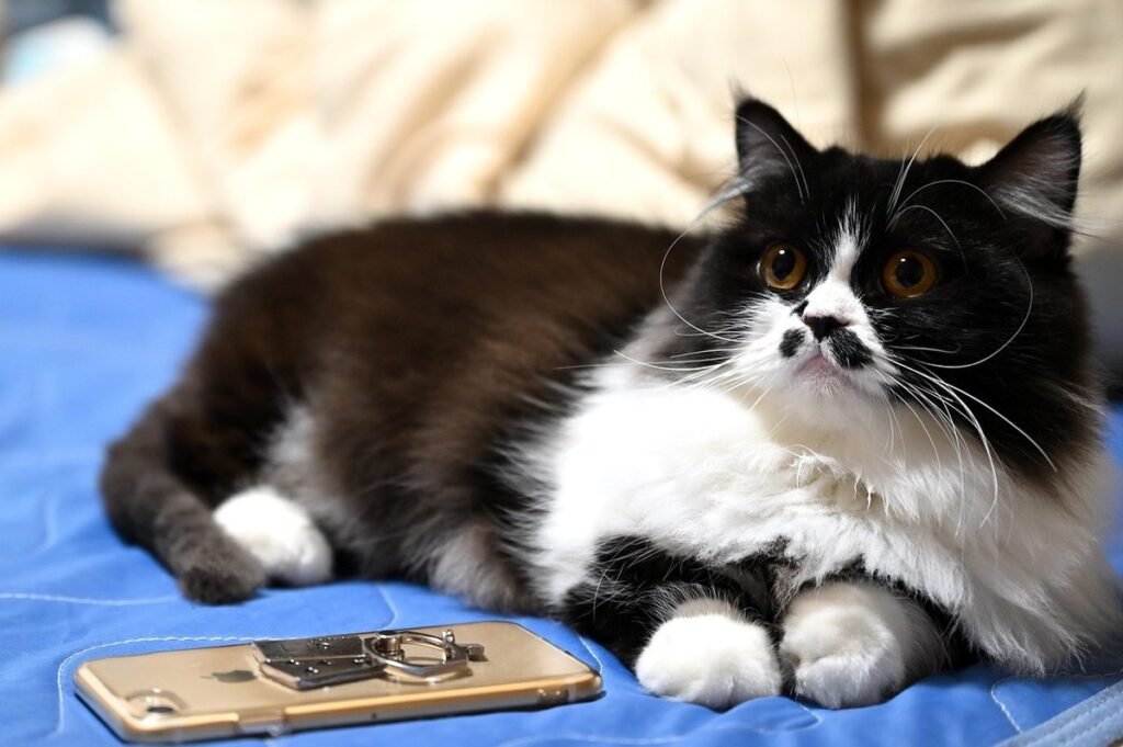 miss my cat