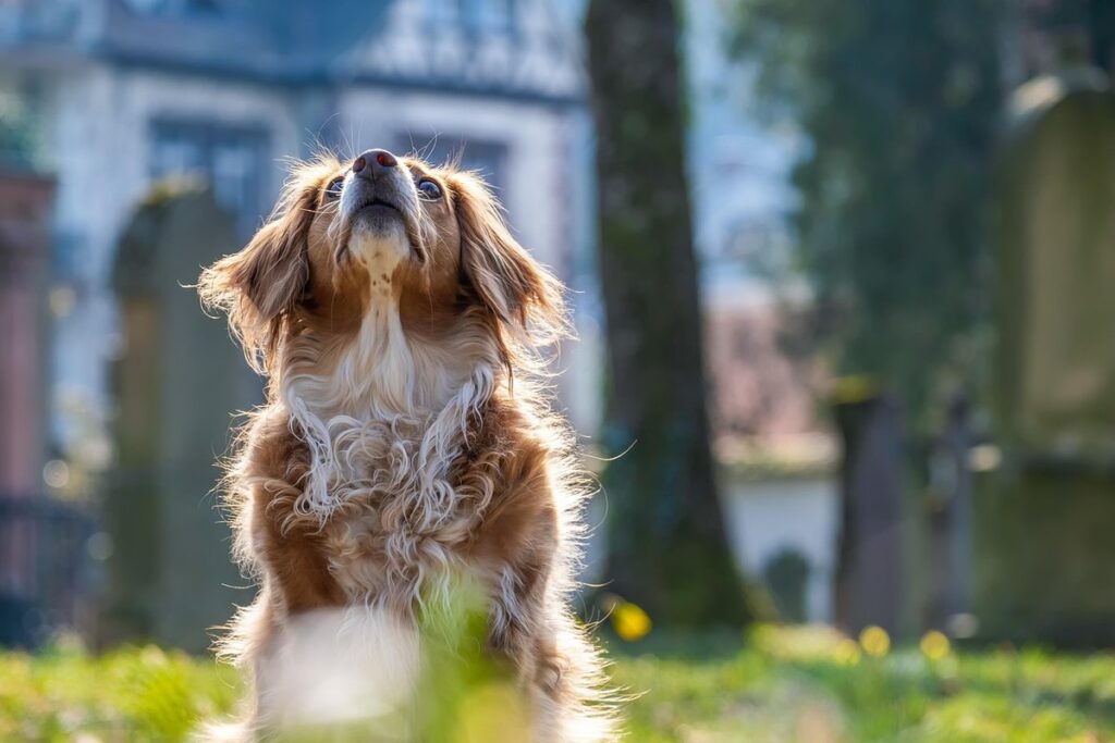 the benefits of mixed-breed cats